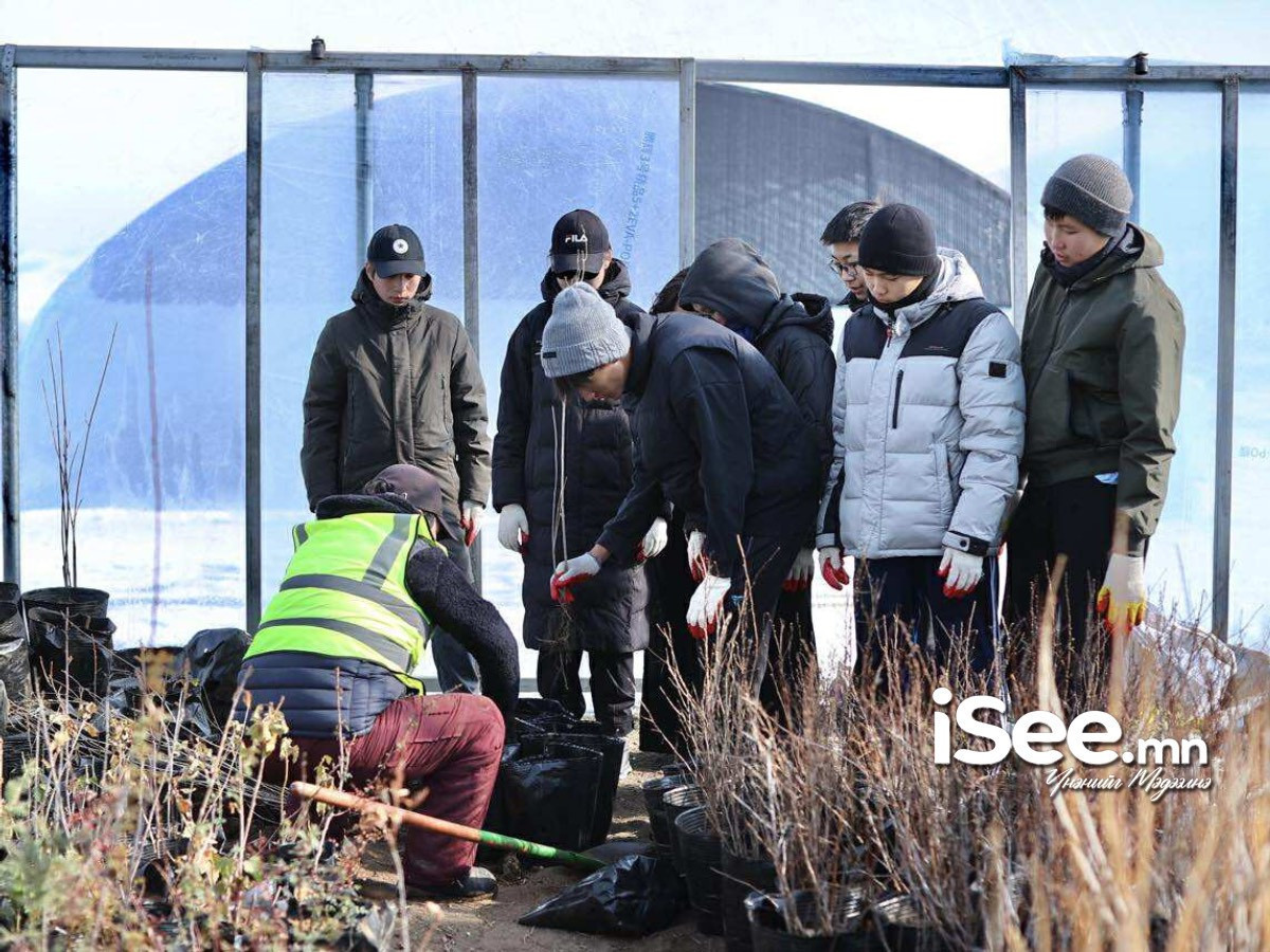 "Тэрбум мод" үндэсний хөдөлгөөний хүрээнд Булган аймаг 2.5 сая мод тарьжээ 